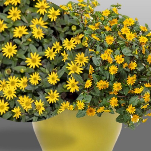 Sanvitalia procumbens 'Solaris® Patio' - Lamav sanvitaalia 'Solaris® Patio' P9/0,55L